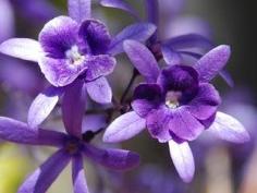 Flores